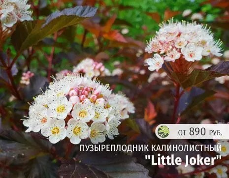 Little Joker